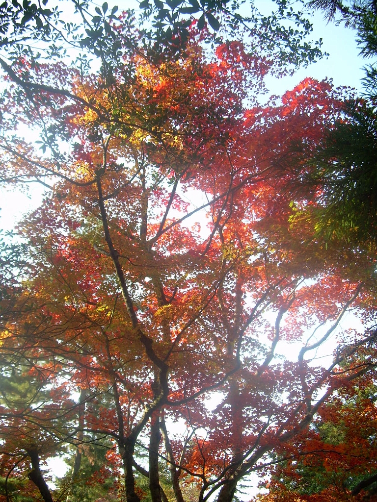 dscn0001.jpg - The light filters through the leaves.