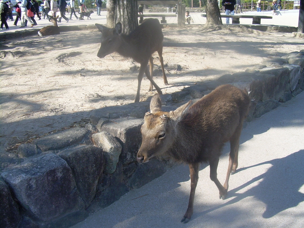 dscn0904.jpg - But though we walked by the genbaku dome on the way to our hostel, we would save the rest of the memorials for our second day.  The first day's destination was the island of Miyajima, which has deer that will come right up to you.