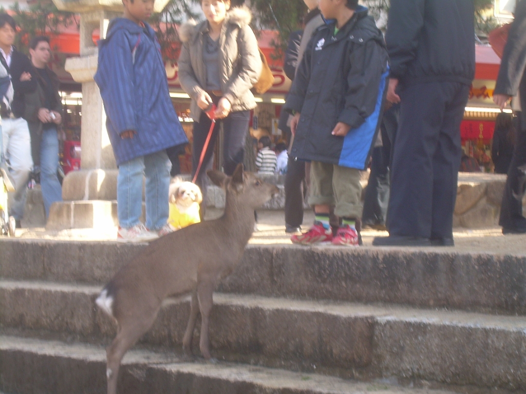 dscn0910.jpg - Here is a deer harassing a child.