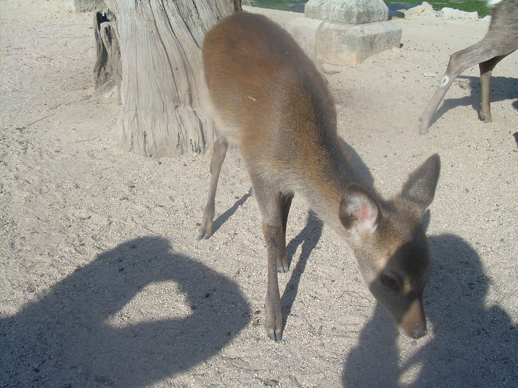 dscn0919.jpg - Hello, deer.