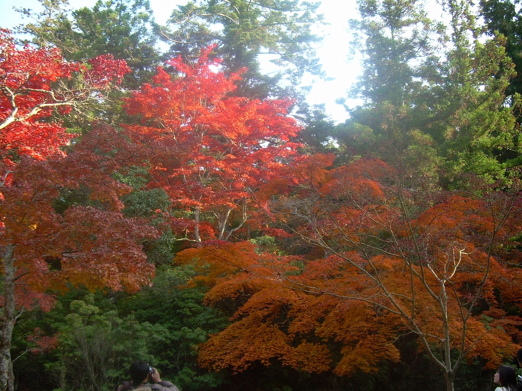 dscn0930.jpg - Such red reds!