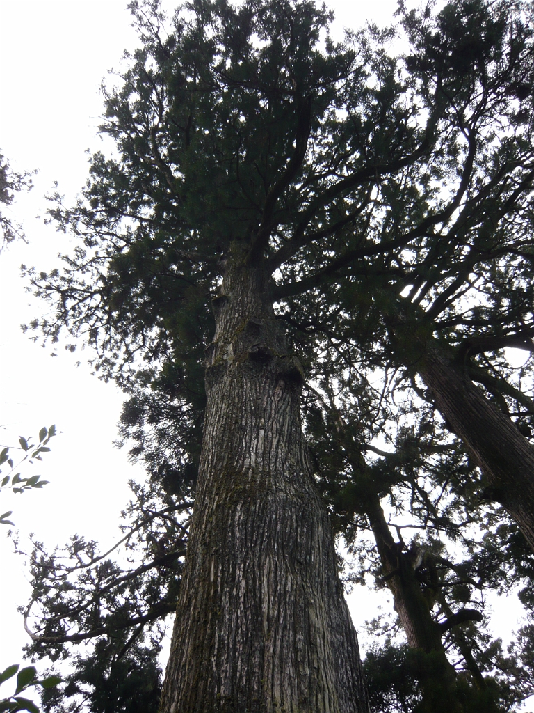 p1000067.jpg - And a very impressive tree at the shrine.