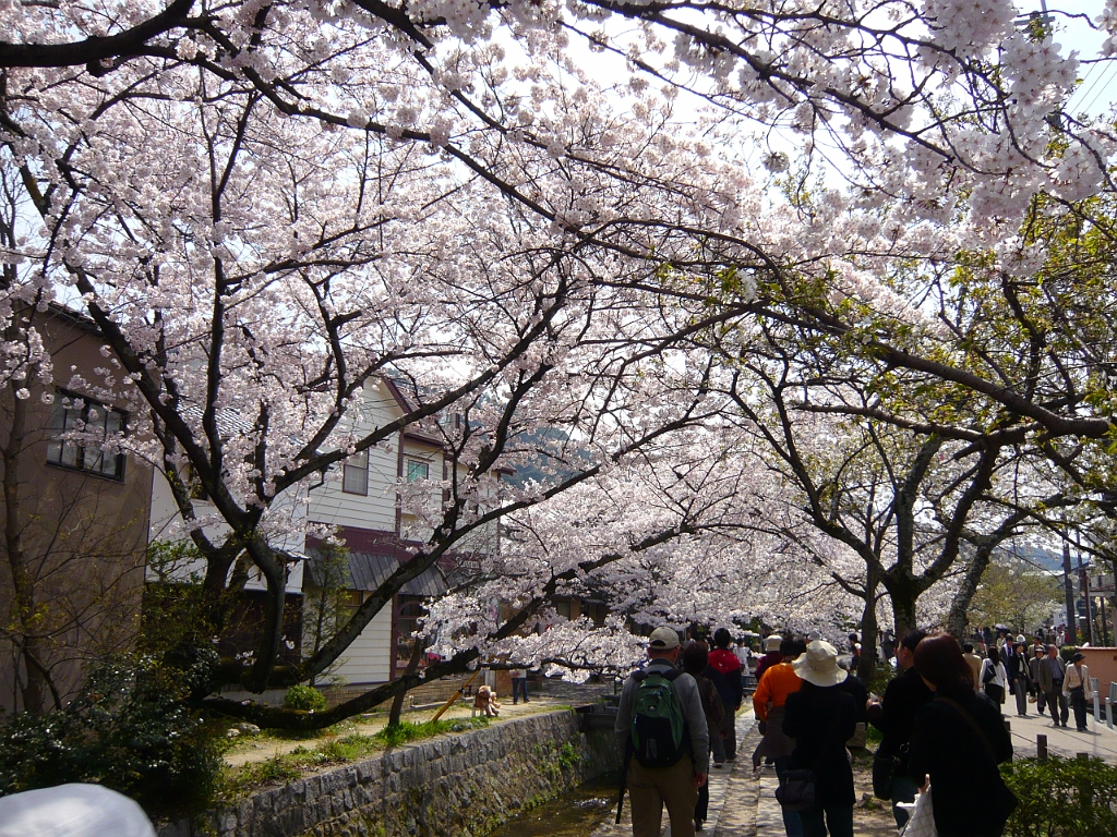 p1000098.jpg - And now it's sakura time!