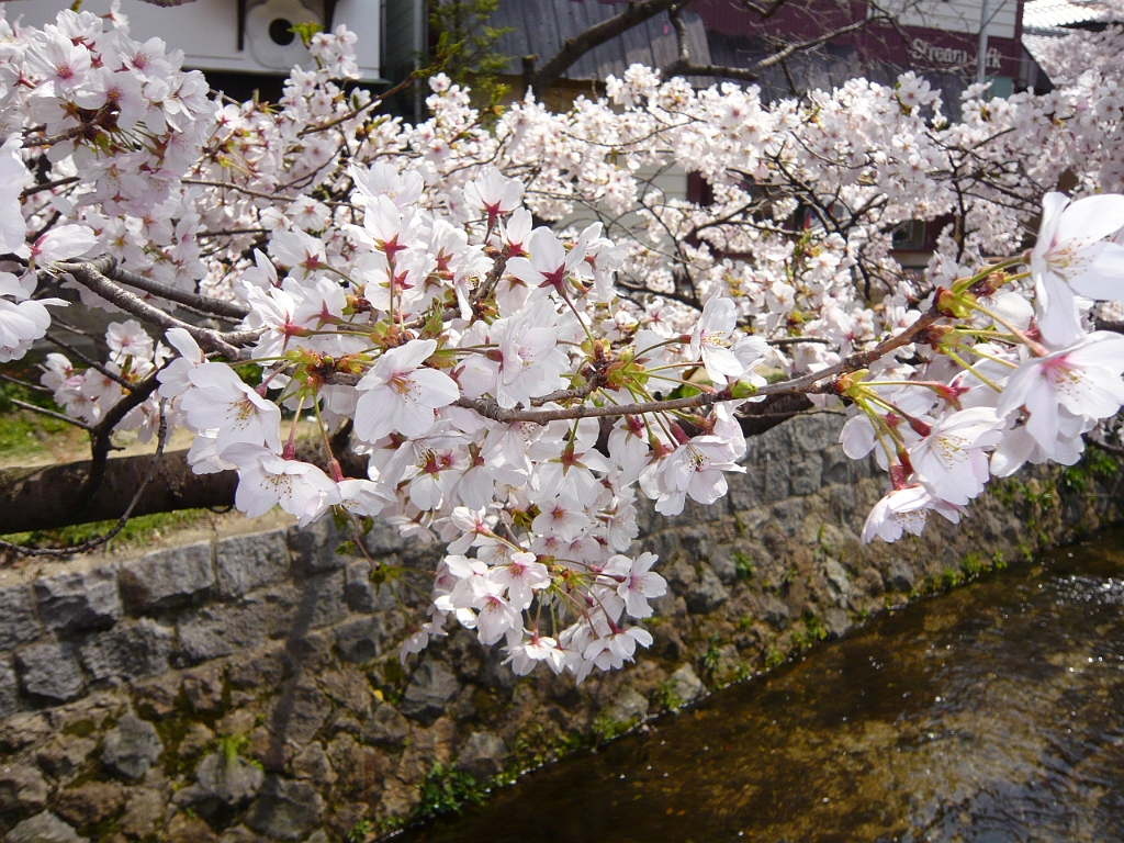 p1000099.jpg - This is along the famous 哲学の道 (tetsugaku no michi/Philosopher's Path), which is well-known as a hanami site. (花見・Hanami = "flower viewing.")