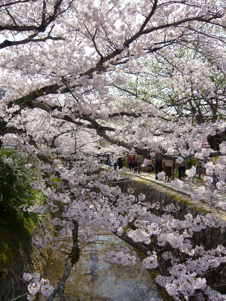 p1000100.jpg - There are now going to be lots of pictures of cherry blossoms.