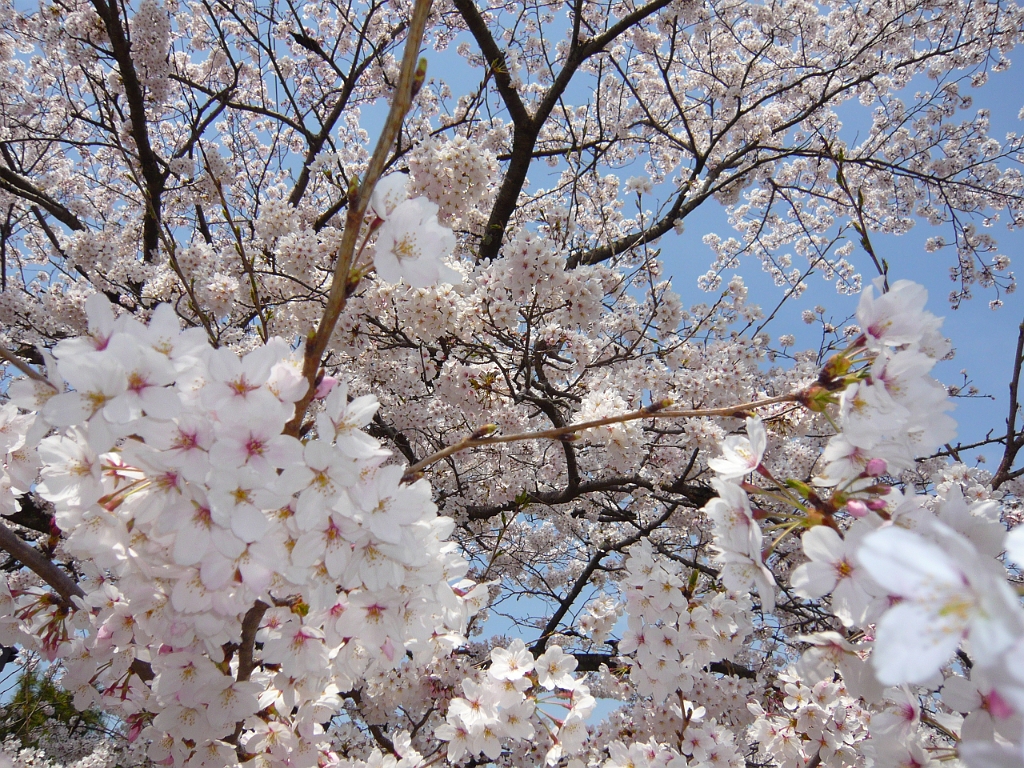 p1000104.jpg - Sakura, sakura