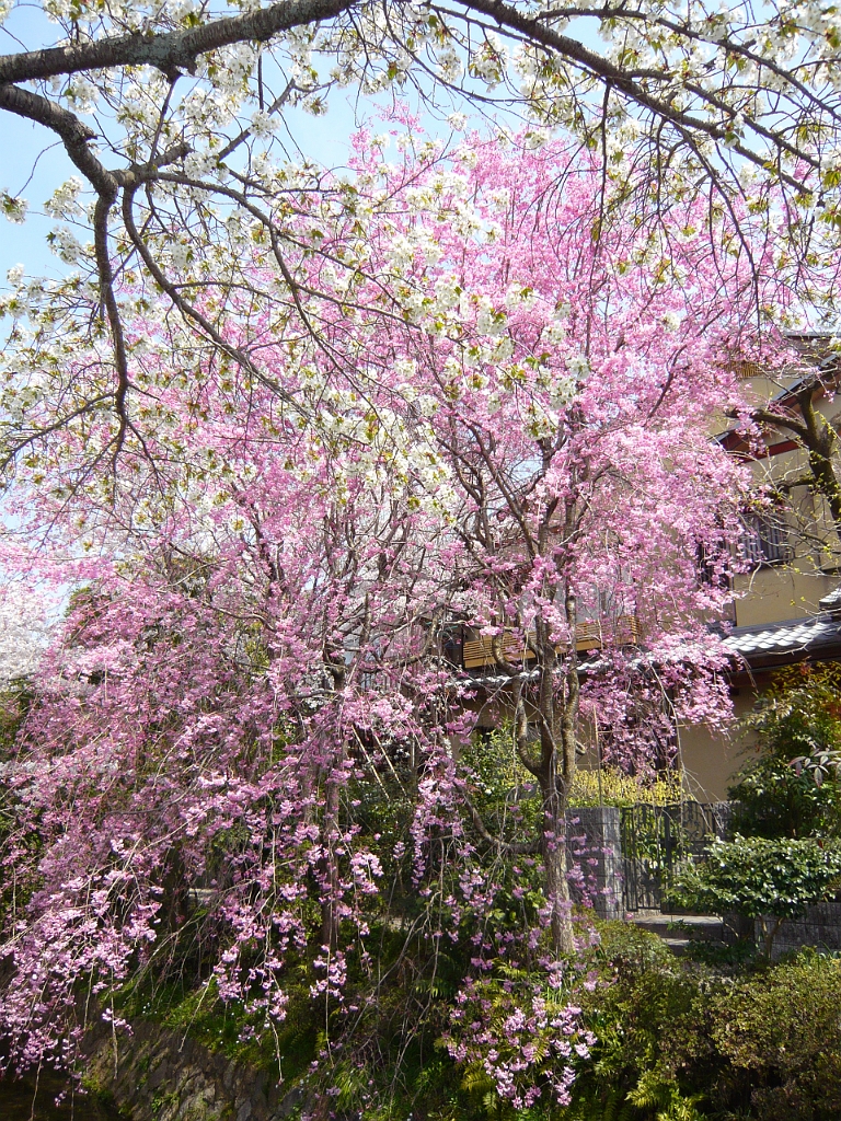 p1000107.jpg - I don't think these are actually sakura, but they were pretty too.