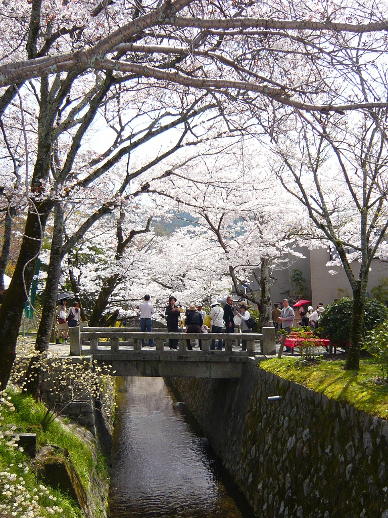 p1000108.jpg - A stone bridge and more cherry blossoms