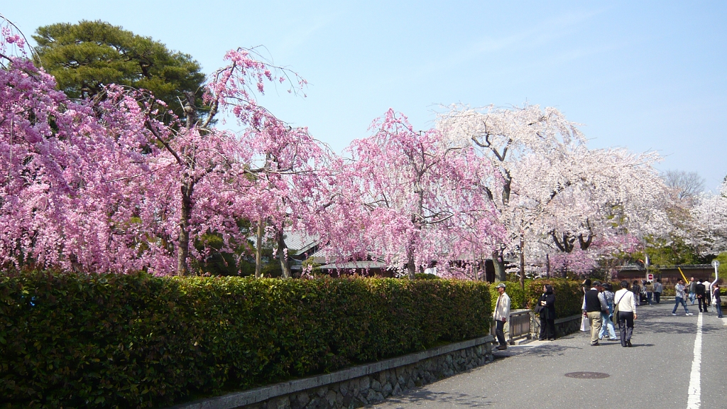 p1000112.jpg - Lining the street with sakura