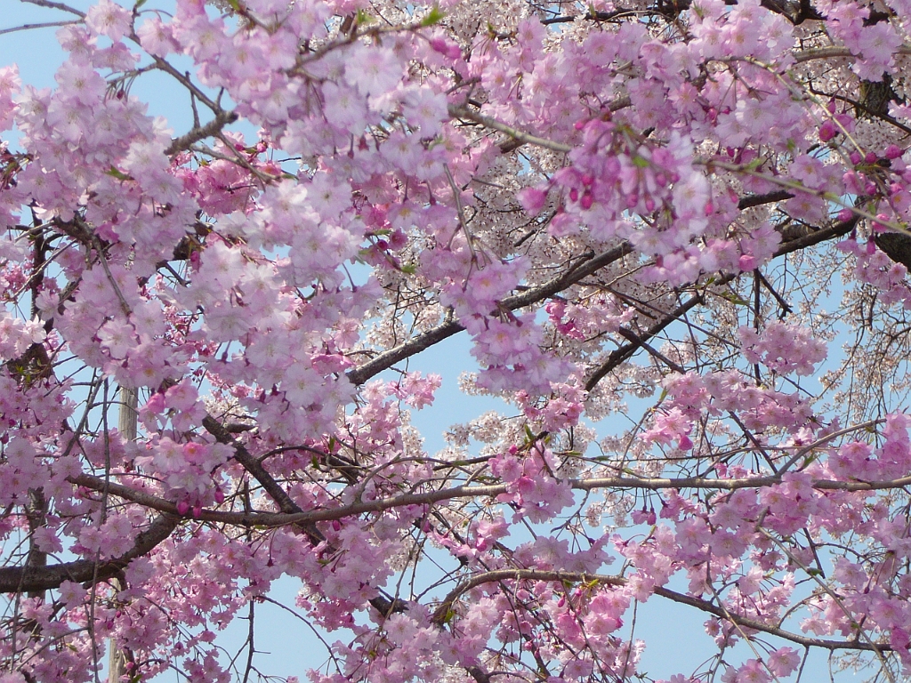 p1000115.jpg - Sakura up close