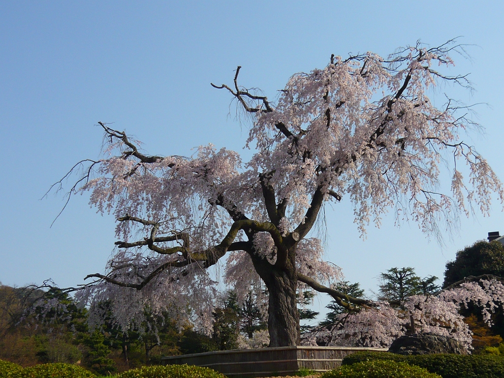 p1000122.jpg - Now we're in Maruyama Koen, a famous hanami site.