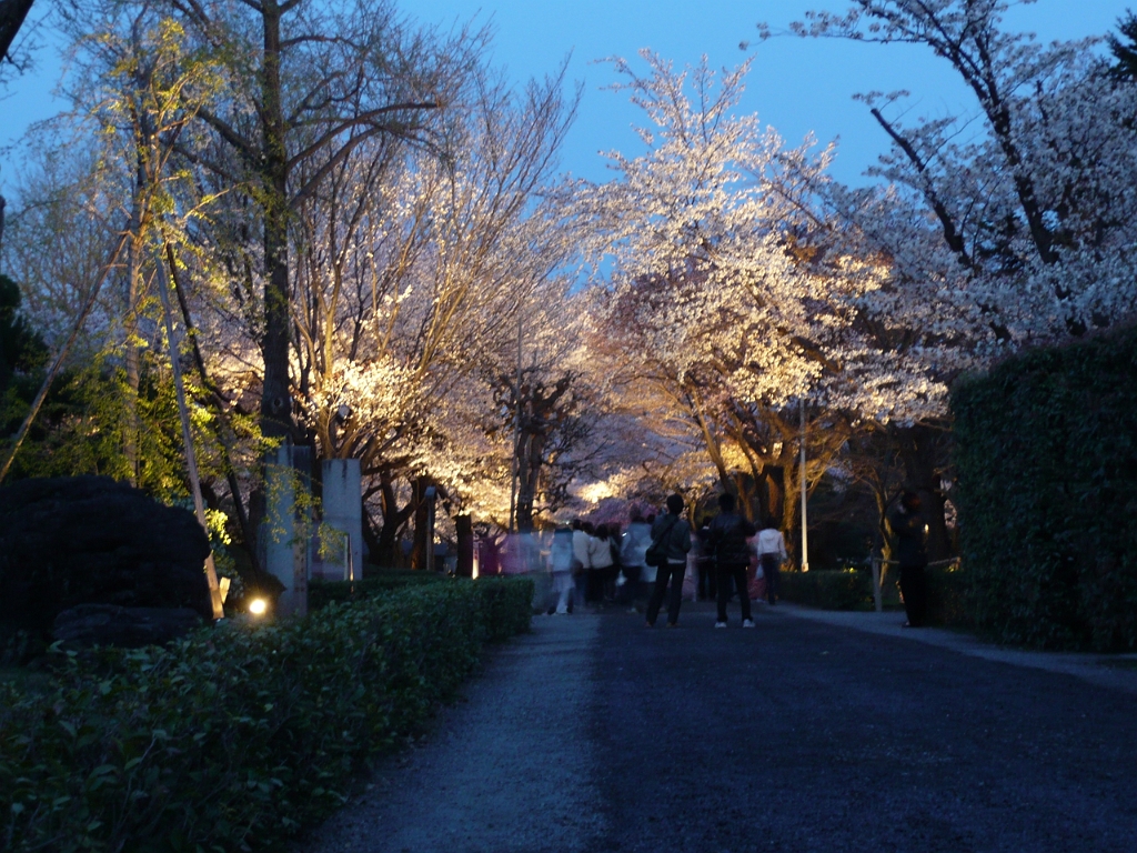 p1000133.jpg - Nijo Castle had a sakura light-up in the evenings, so we checked it out.