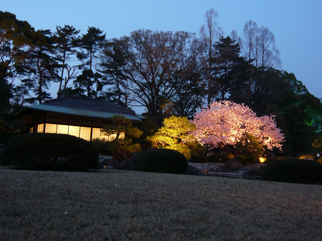 p1000135.jpg - Glow-in-the-dark sakura?