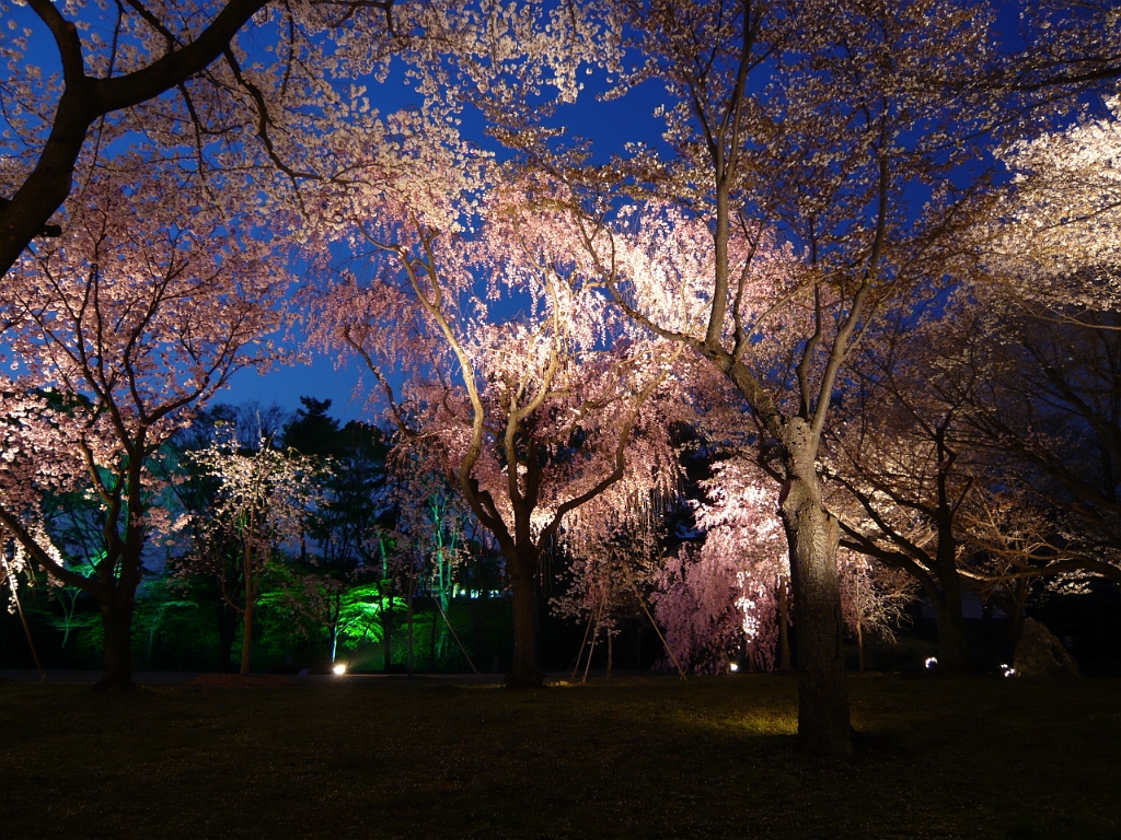 p1000140.jpg - Mystical illuminated sakura forest