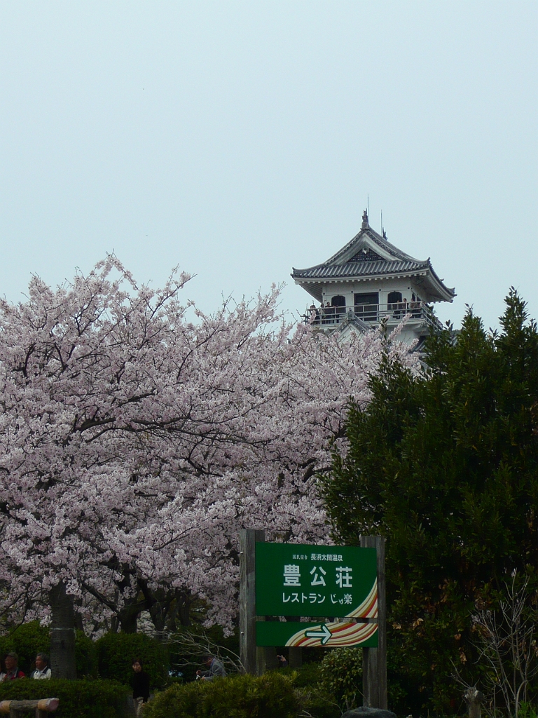 p1000141.jpg - And now I'm back in Nagahama at Houkouen, our town's big lakeshore park, whre there are lots of cherry trees planted around Nagahama Castle.