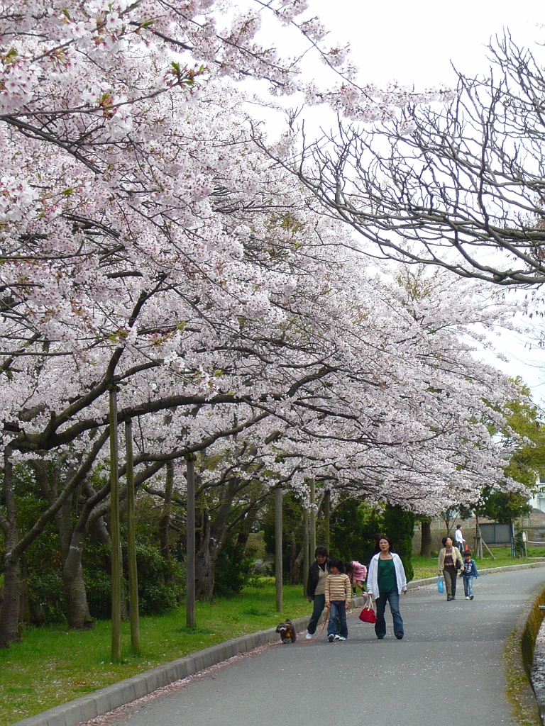 p1000142.jpg - And lots of families out enjoying the blossoms.