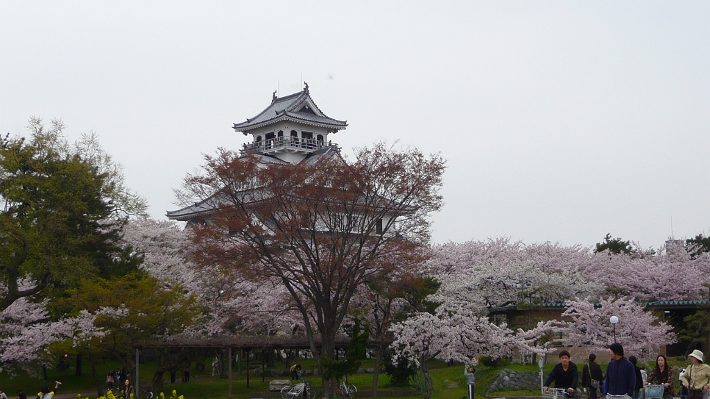 p1000145.jpg - Nagahama Castle and its surrounding flora