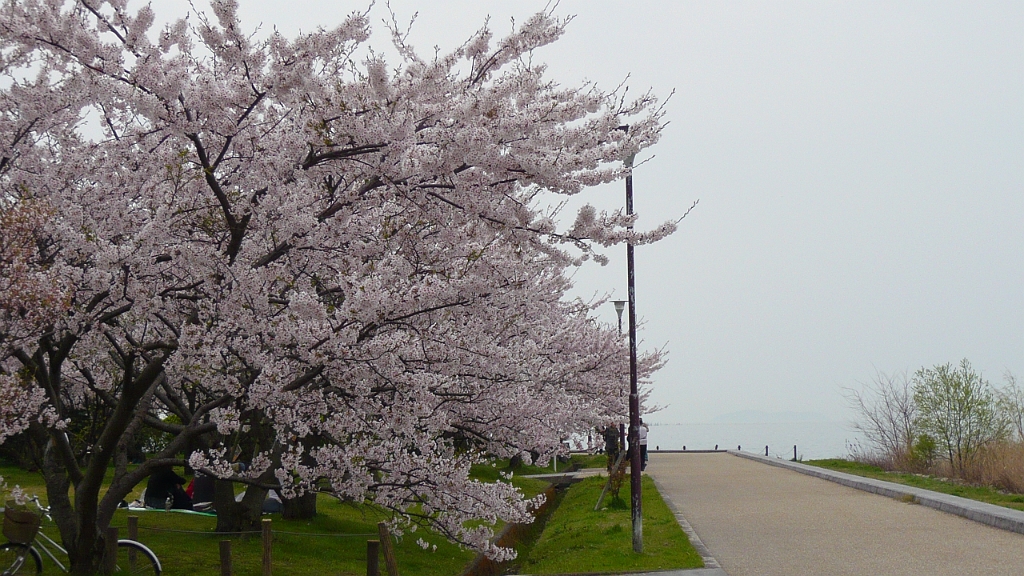 p1000146.jpg - Sakura along Lake Biwa