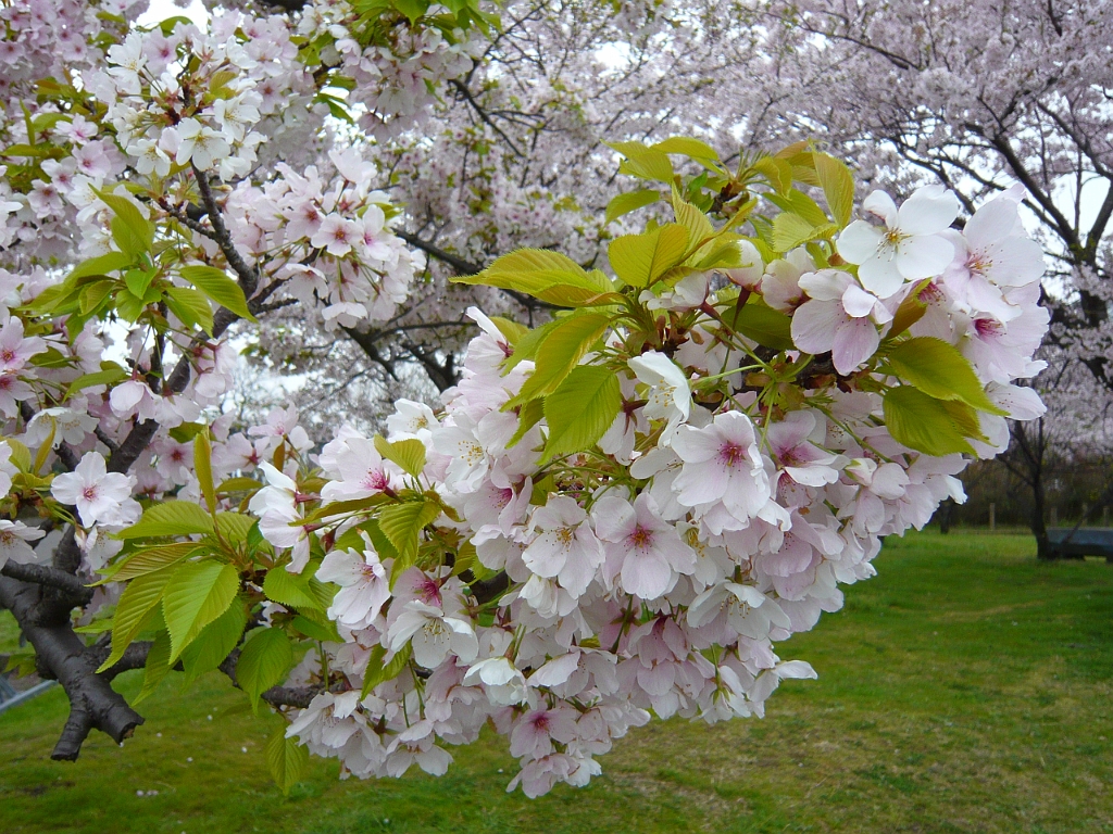 p1000148.jpg - More blossom closeups