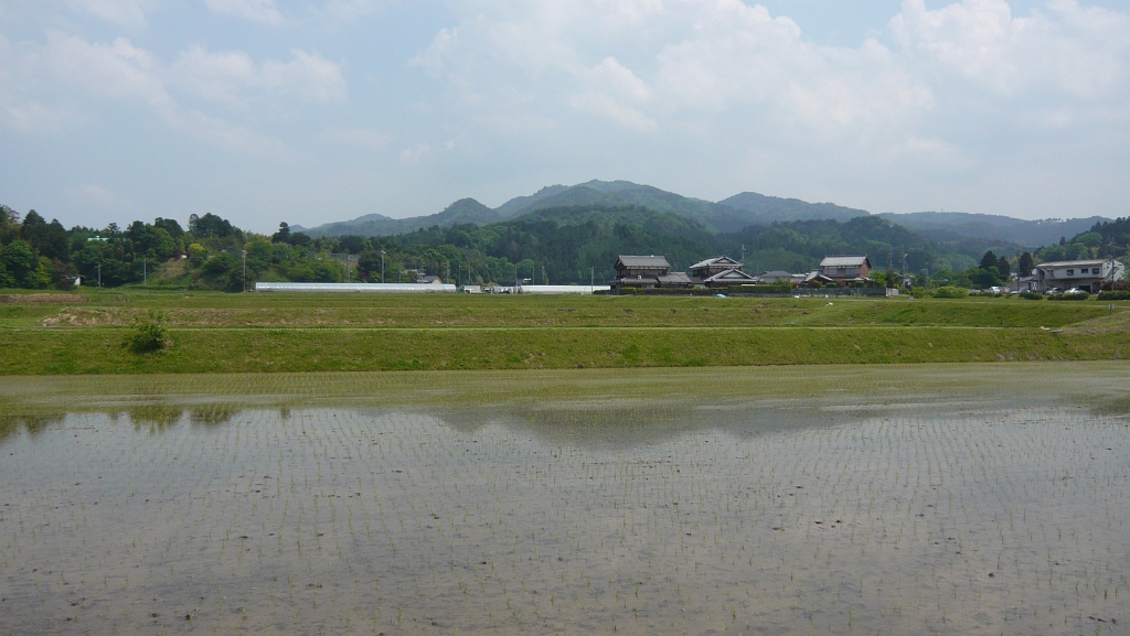 p1010704.jpg - A group of Shiga JETs, along with some locals, volunteered to harvest the rice from this paddy in May 2008.