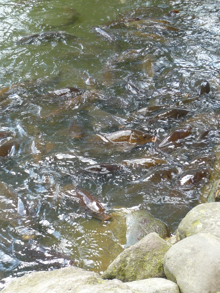 p1010826.jpg - Massive swarm of carp