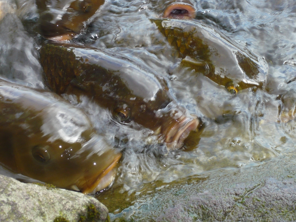 p1010827.jpg - Eww.  I don't get why the Japanese like these fish so much.