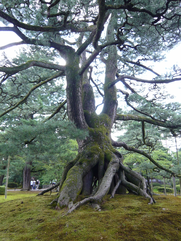 p1010828.jpg - A tall stately tangly tree