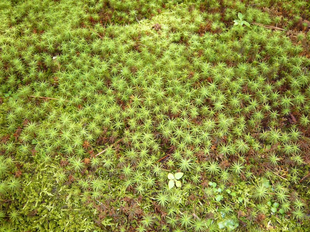 p1010838.jpg - Some neat moss-type plant