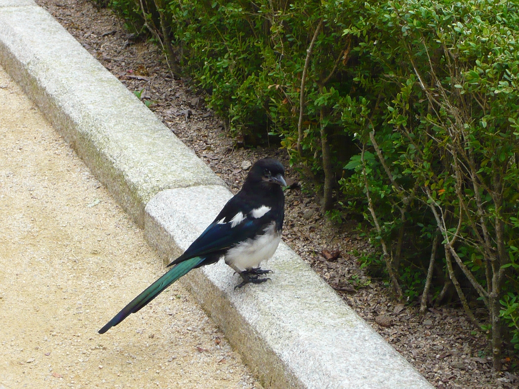 p1010929.jpg - And a cool bird.