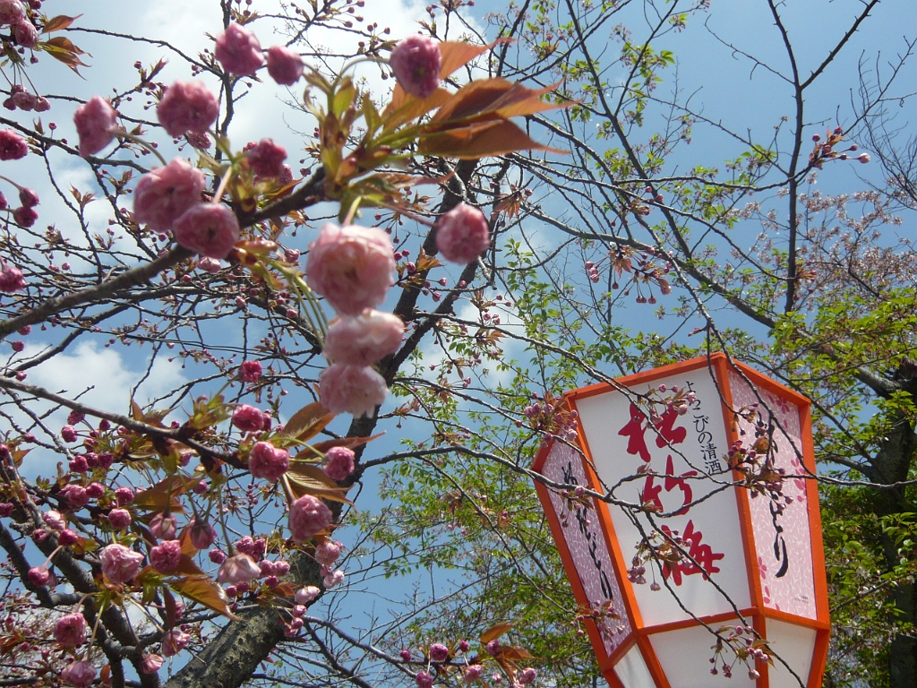 p1020220.jpg - Buds and lanterns