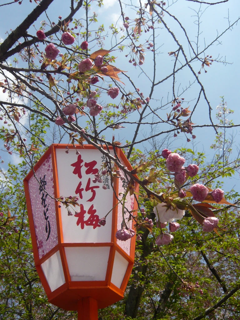 p1020221.jpg - Another view of buds and lanterns.  Couldn't decide which one I liked better.