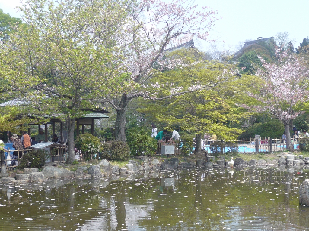 p1020224.jpg - The blossoms are beginning to fall into the pond.  桜が散っていくと本当に儚さを感じるね。