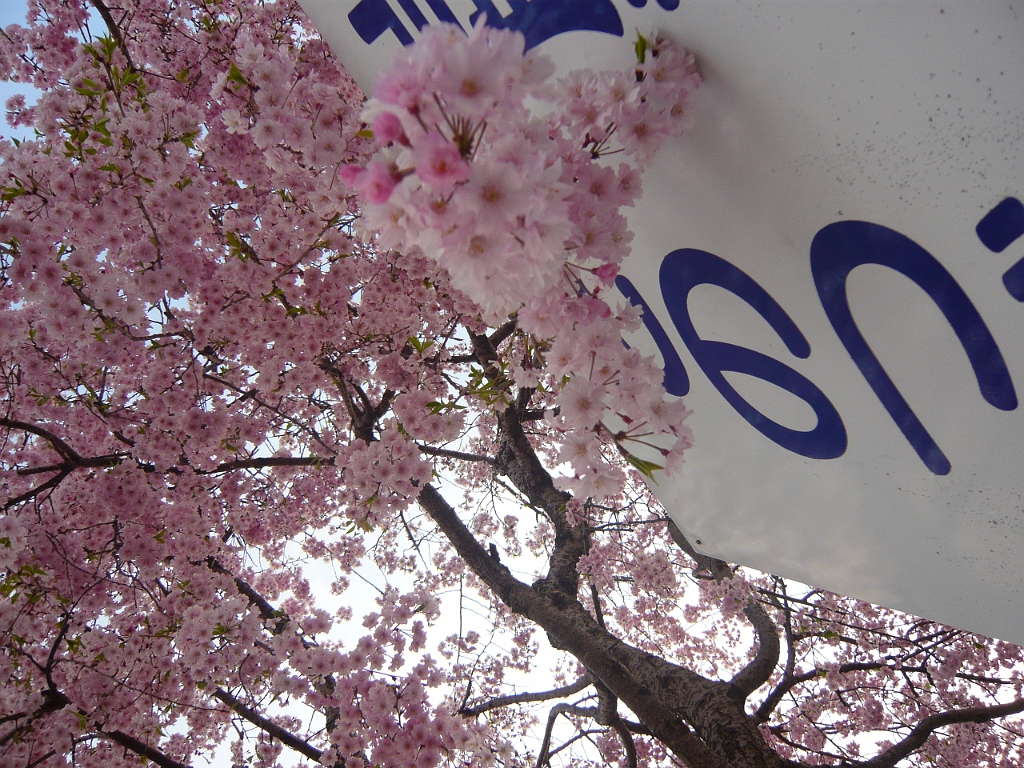 p1020248.jpg - Something about the fleetingness of the blossoms (so important to their significance in Japanese culture) made me want to run out and keep taking pictures of them.  These ones are in Nagahama, near where I live.