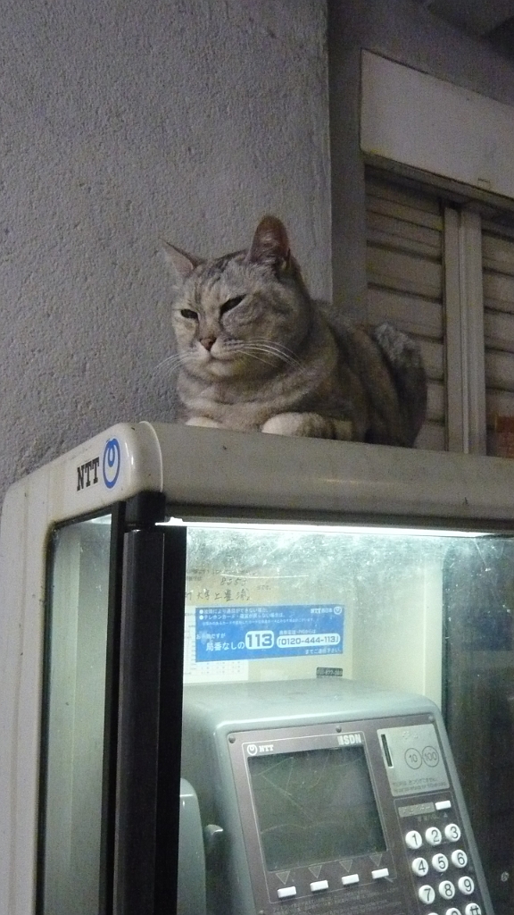 p1020671.jpg - Denny the Denwa Cat!  (Denwa means telephone.  He's always on that telephone outside Azuchi station.)