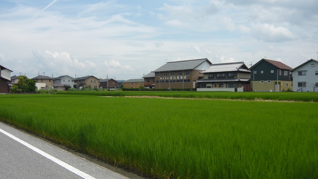 P1020810.JPG - I passed this rice paddy on the way to that school.