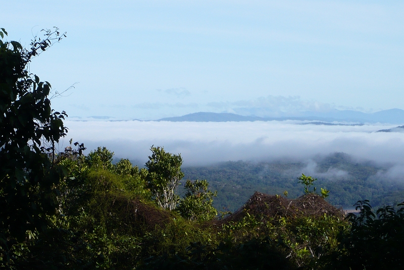 p1010098.jpg - A sheet of clouds over the rainforest canopy.