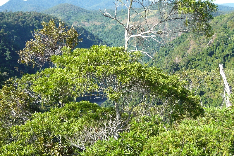 p1010109.jpg - The hills of the rainforest.