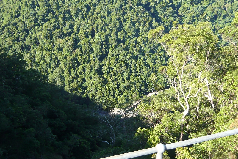 p1010138.jpg - Looking down at lots and lots of trees.