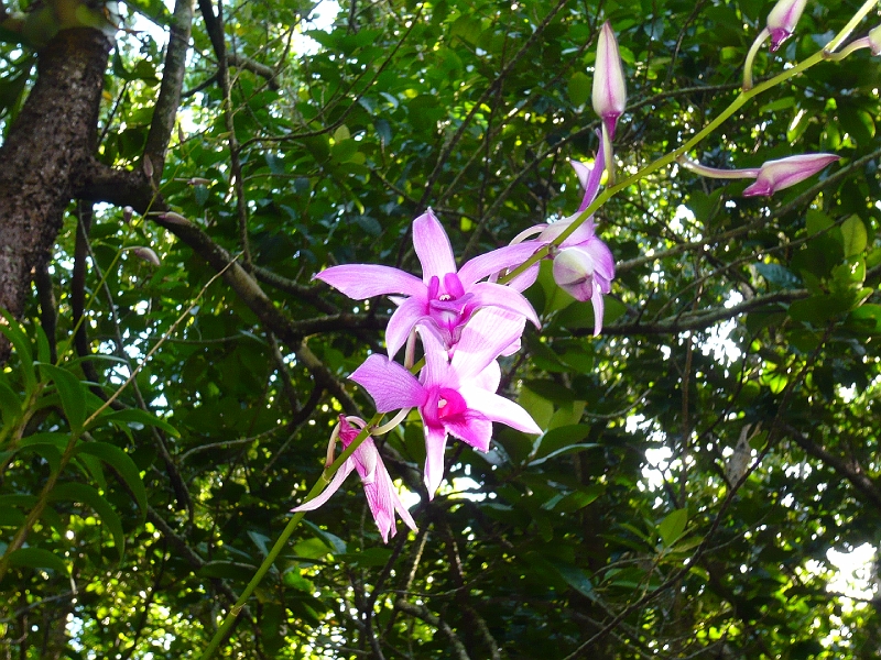 p1010187.jpg - Just a pretty tropical flower.