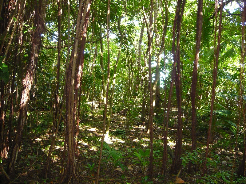 p1010188.jpg - The rainforest on Green Island.