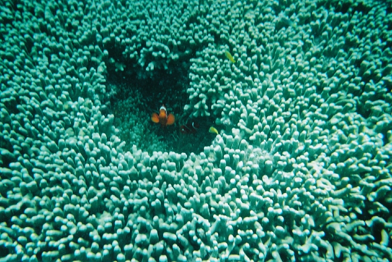 p1010206-12.jpg - Another anemone fish says hello to us.