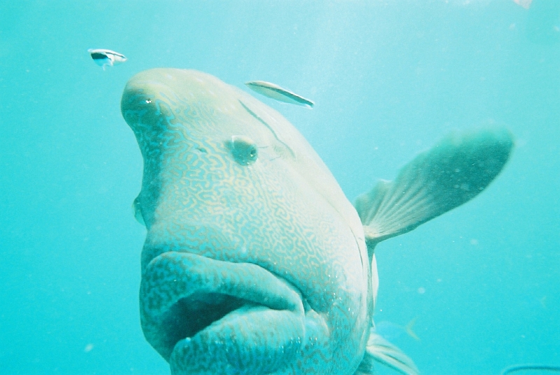 p1010206-13.jpg - Our friend Wally!  This wrasse followed us the whole time.  It seemed like they had him trained.