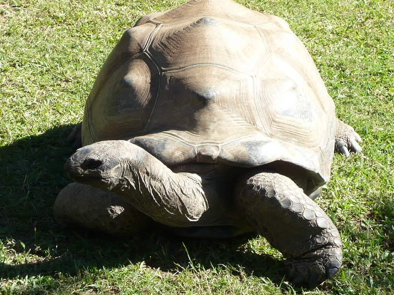 p1010240.jpg - A huge tortoise.