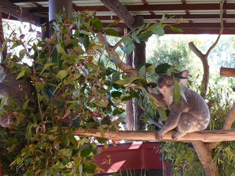 p1010241.jpg - The first koala I ever saw in person.