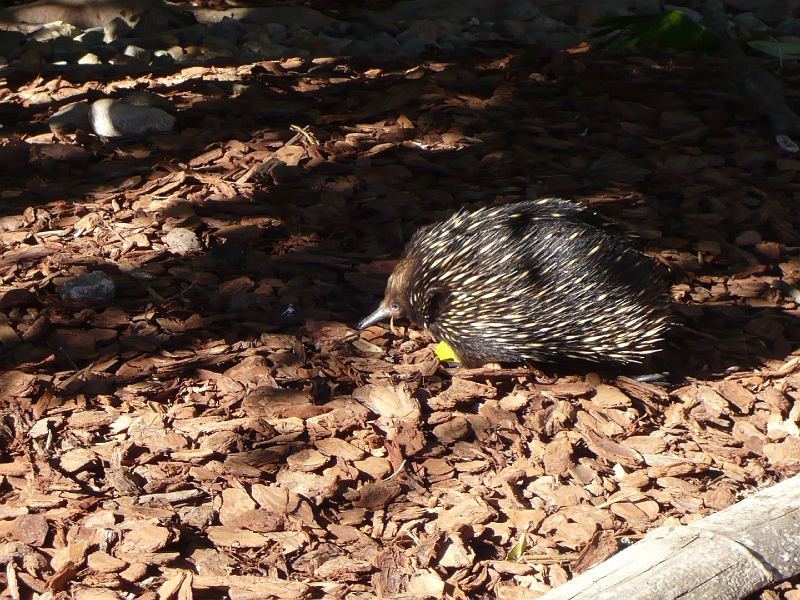 p1010248.jpg - An echidna.  These are my second favorite Australian animals, after koalas.