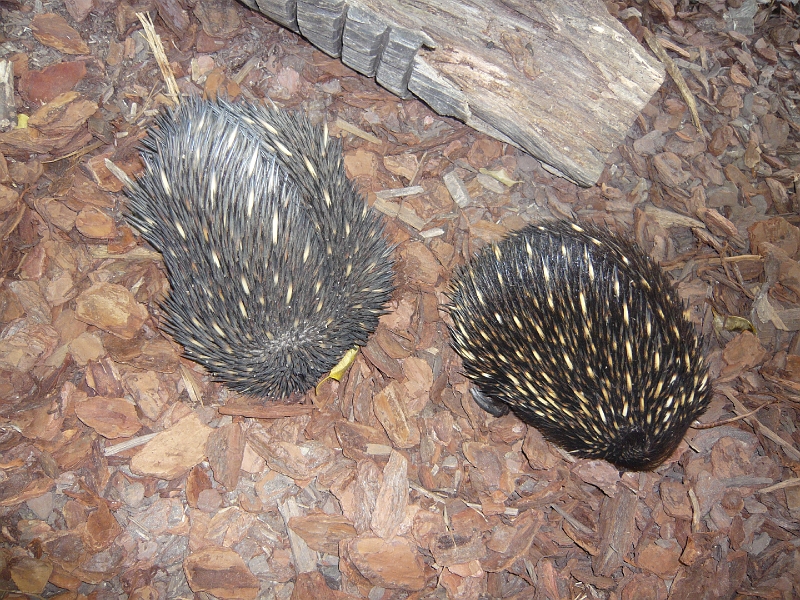 p1010249.jpg - Two echidnas!  Myra still refers to the hedgehog we almost adopted as Sonic, so one of these has been christened Knuckles.  Just like every other echidna spotted by anyone who had a Sega Genesis.