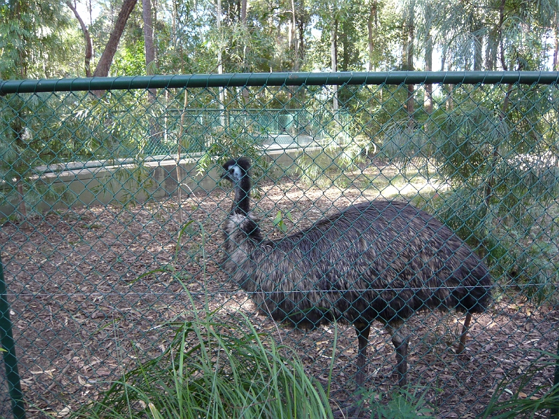 p1010258.jpg - So that's what an emu looks like.