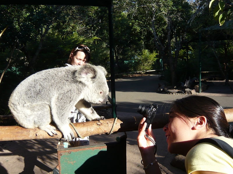 p1010273.jpg - Myra got some great koala photos.