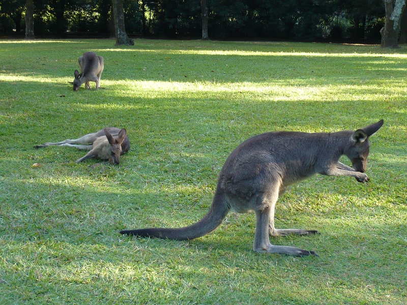 p1010274.jpg - Kangaroos lazing about.