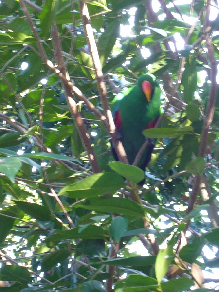 p1010277.jpg - A lorikeet.